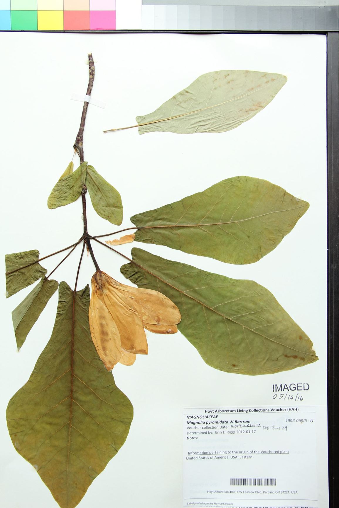 Magnolia pyramidata - Pyramid Magnolia