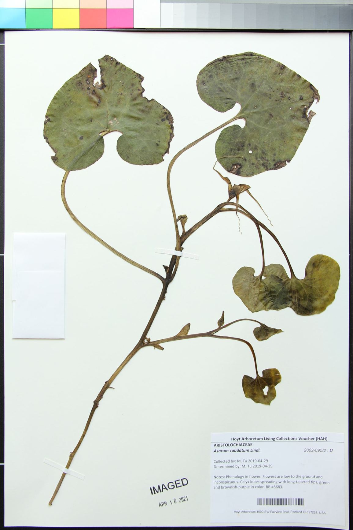 Asarum caudatum