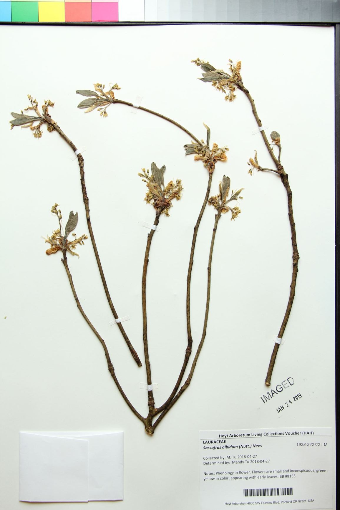 Sassafras albidum - sassafras