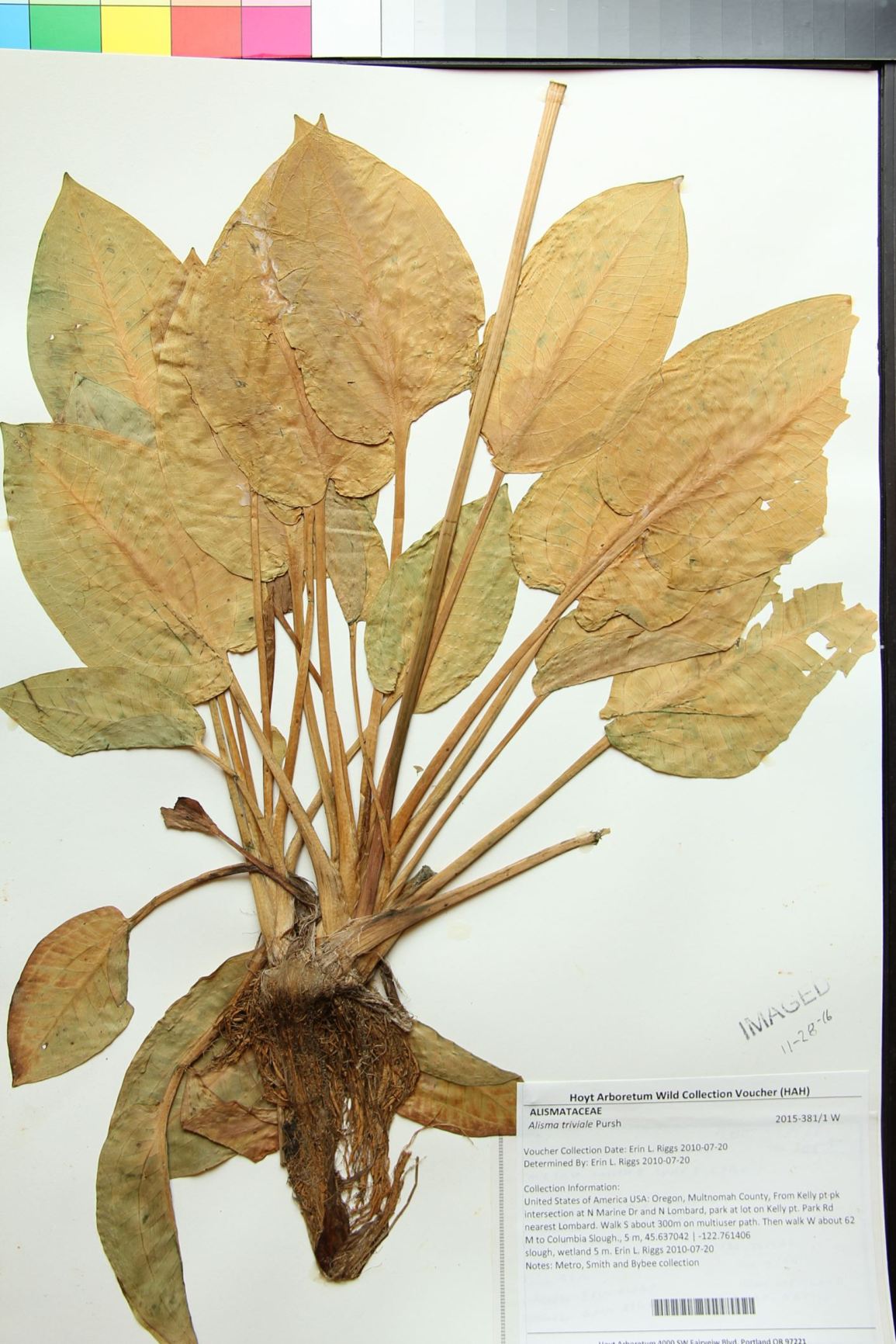 Alisma triviale