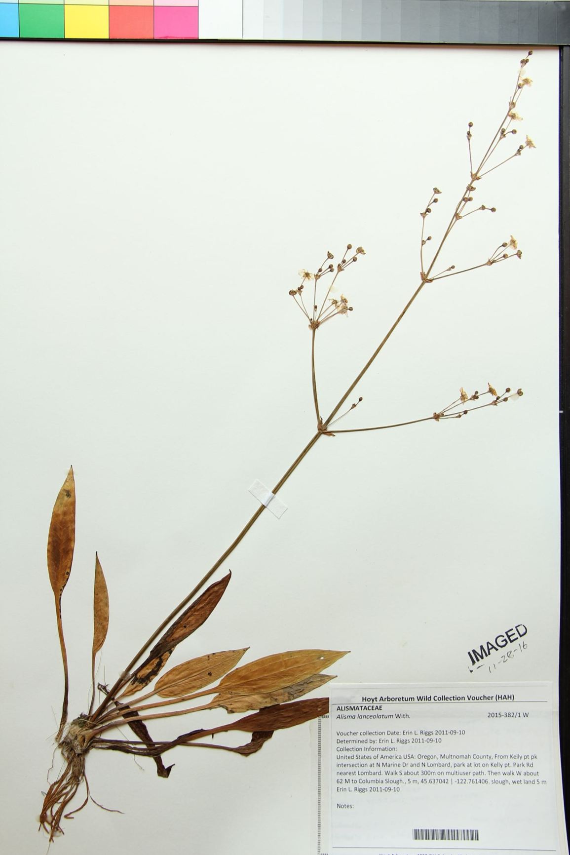 Alisma lanceolatum