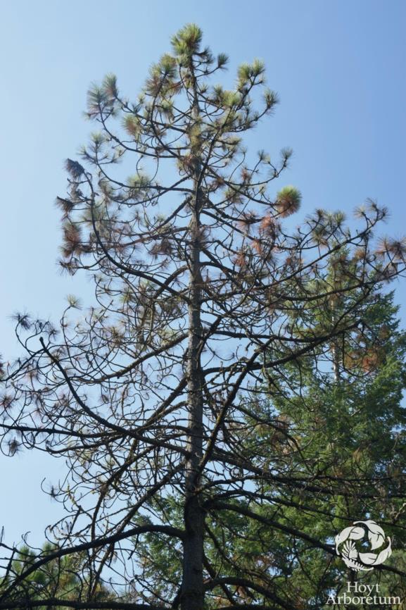 Pinus coulteri - Big Cone Pine, Coulter Pine