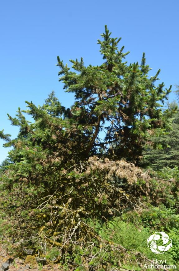 Pinus longaeva - Great Basin Bristlecone Pine