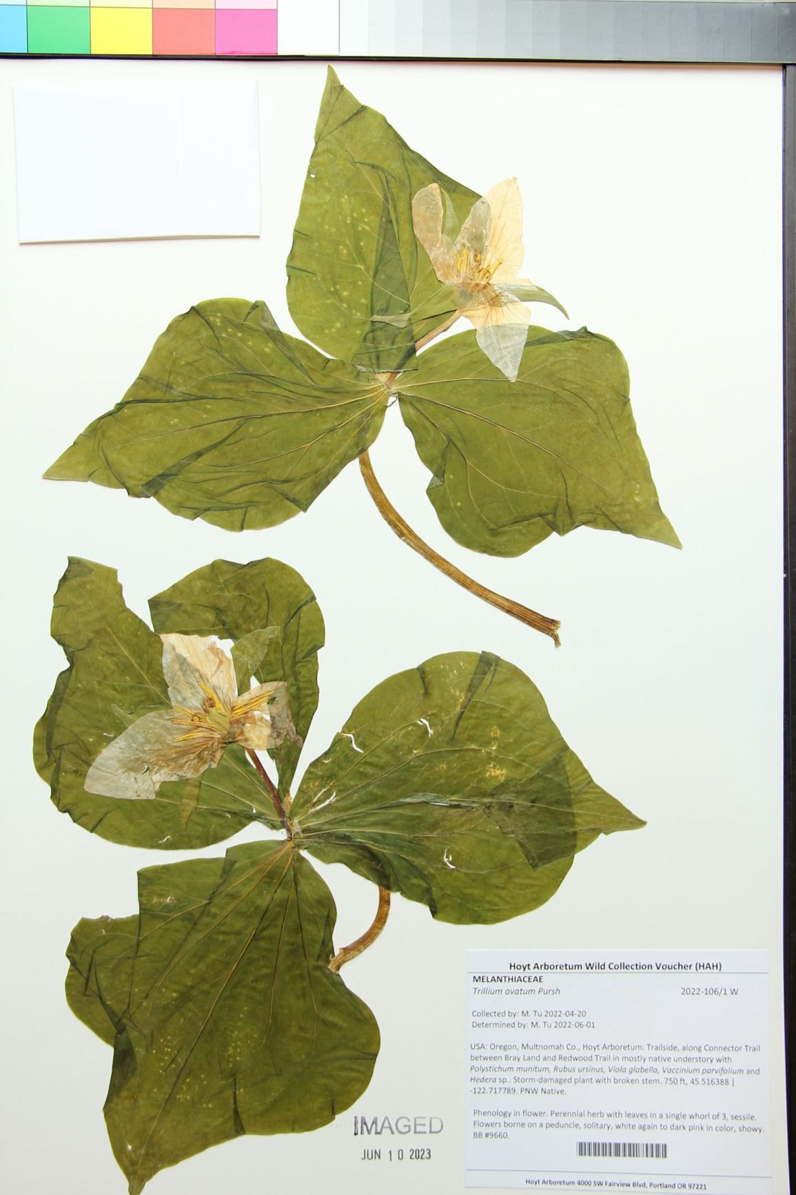 Trillium ovatum - wake-robin, Pacific trillium