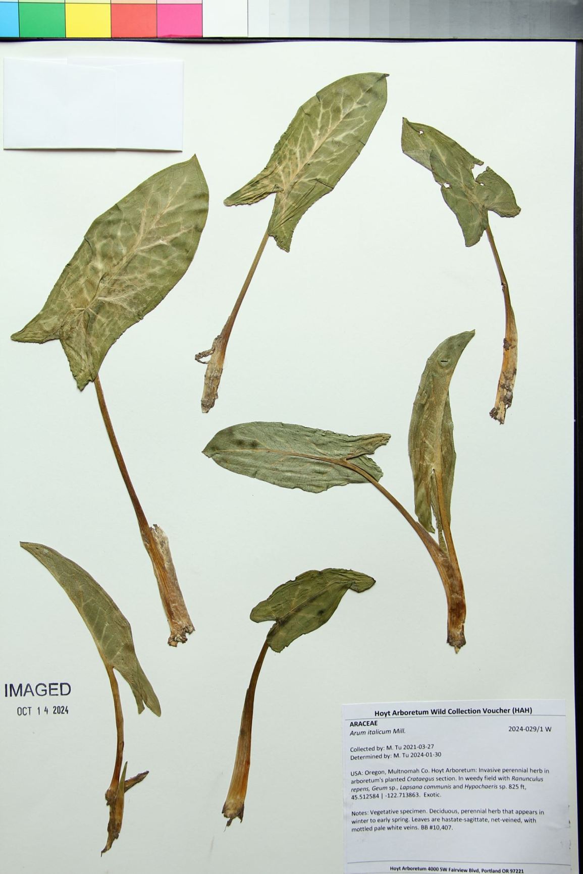 Arum italicum