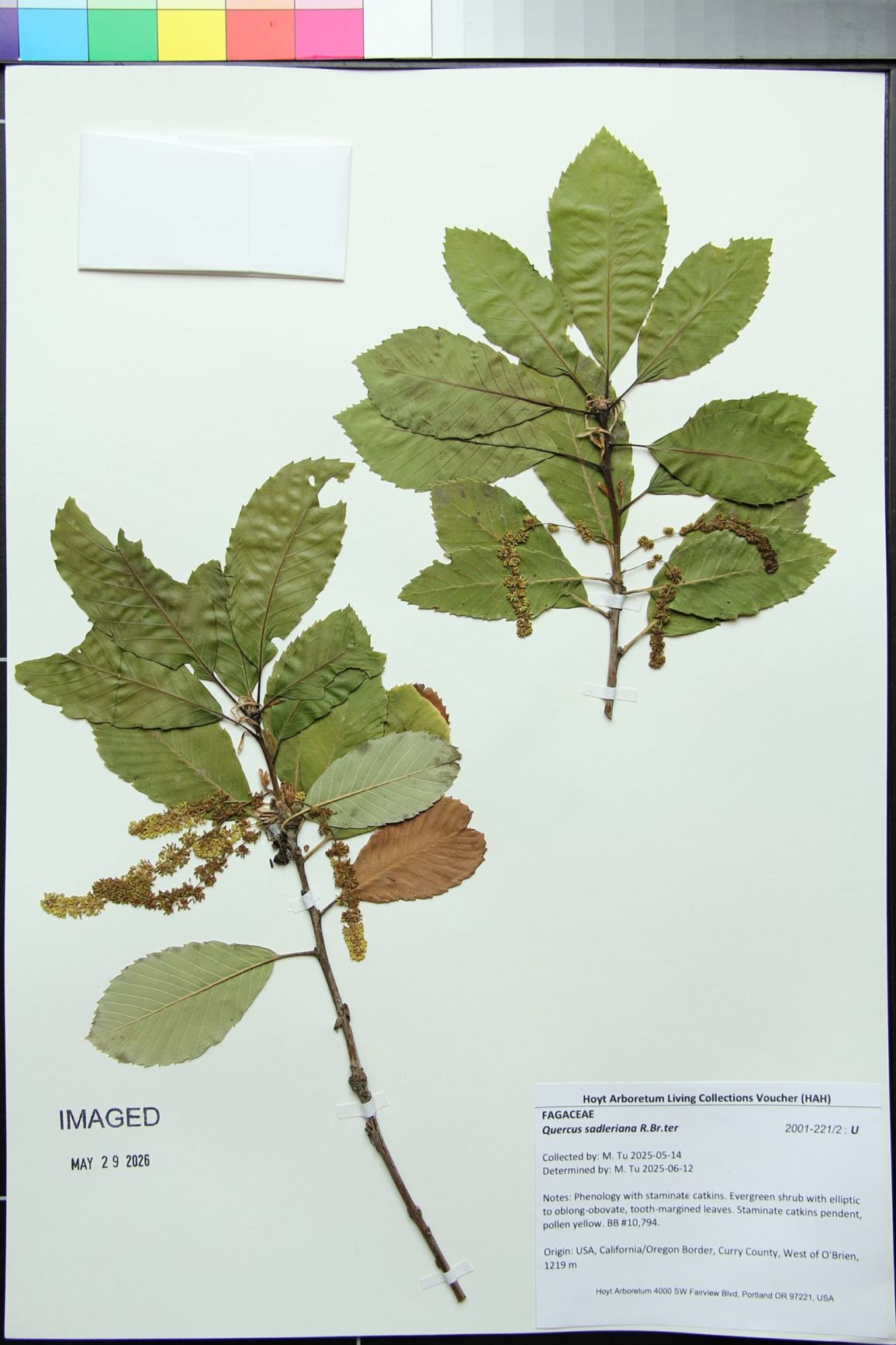 Quercus sadleriana - Saddler Oak, Deer Oak
