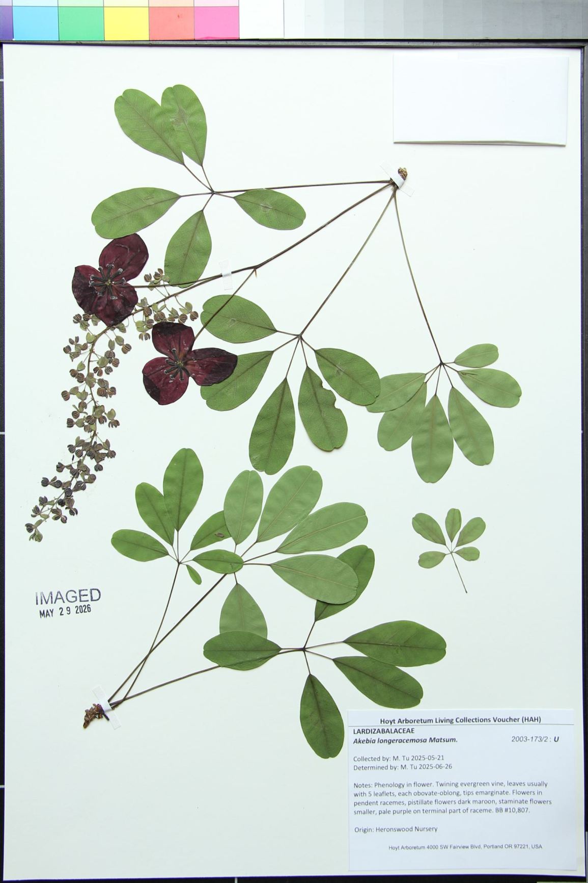 Akebia longeracemosa