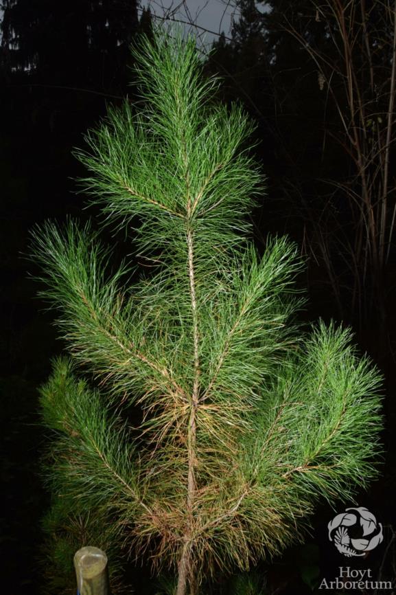 Pinus muricata - Bishop Pine