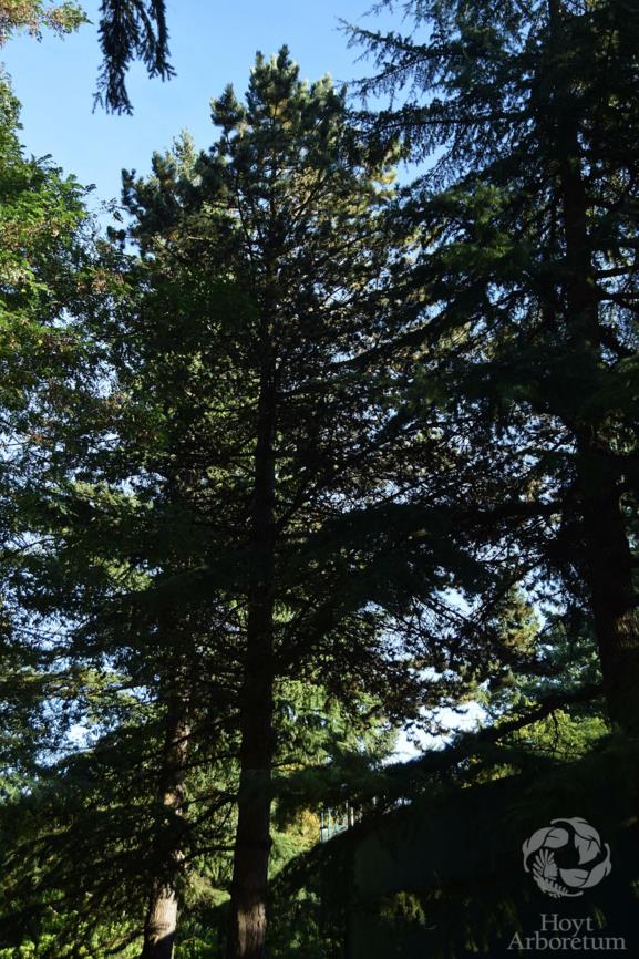 Pinus nigra - Austrian pine, Australian pine, European black pine
