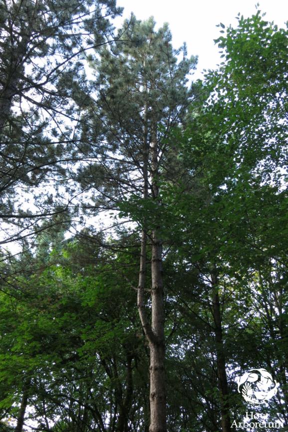 Pinus nigra var. pallasiana - Crimean Pine