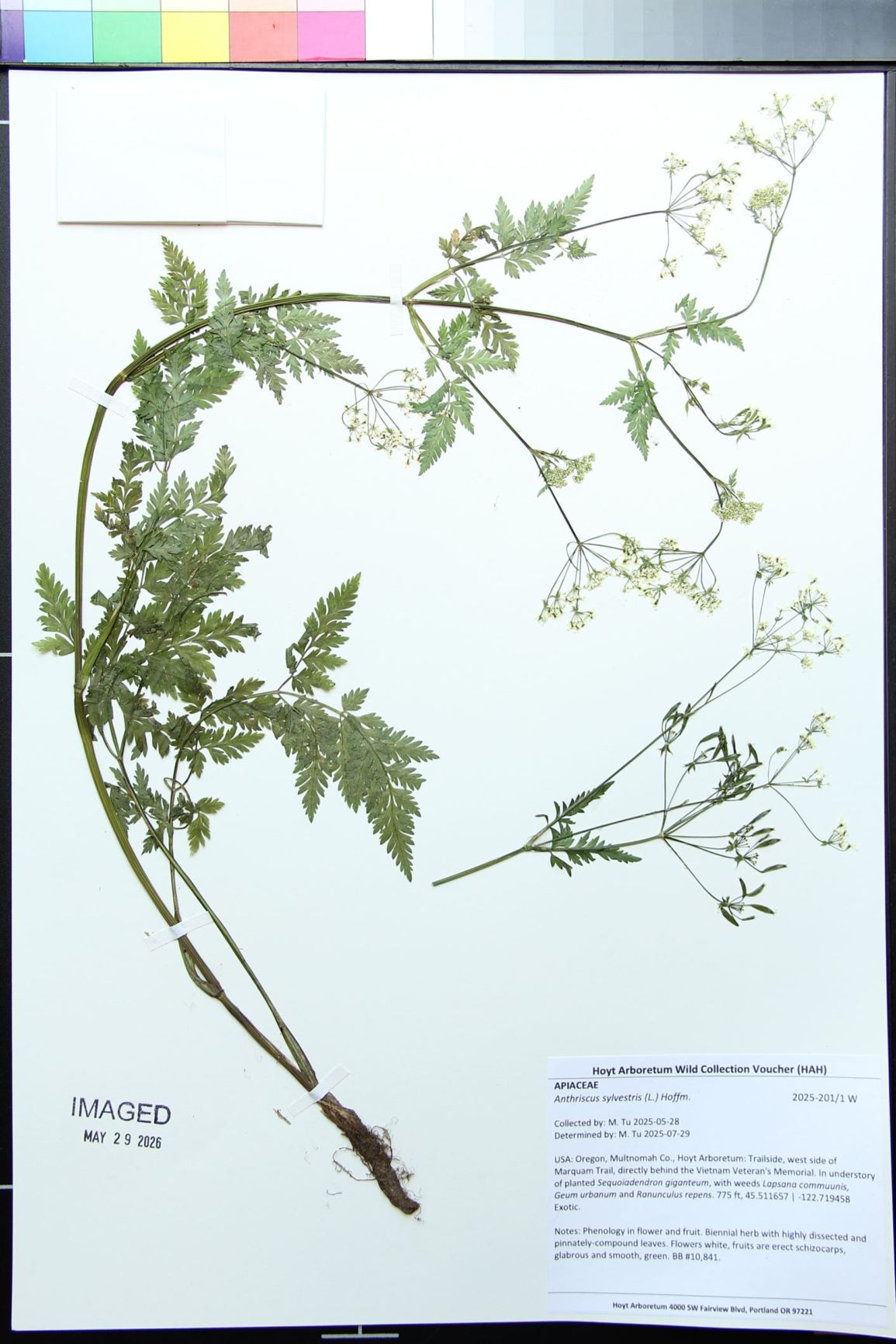 Anthriscus sylvestris