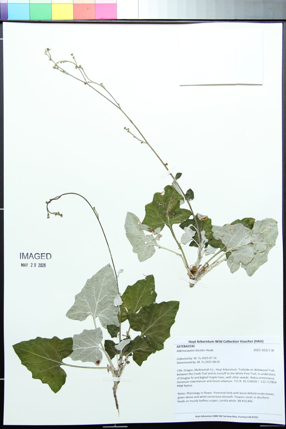 Adenocaulon bicolor