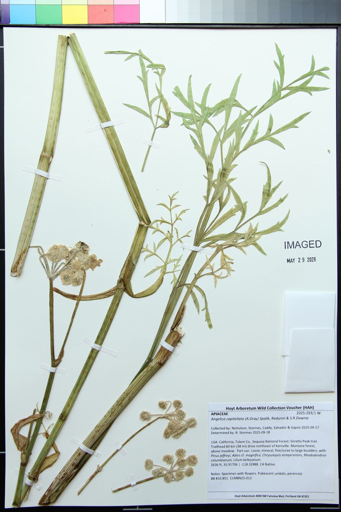 Angelica capitellata