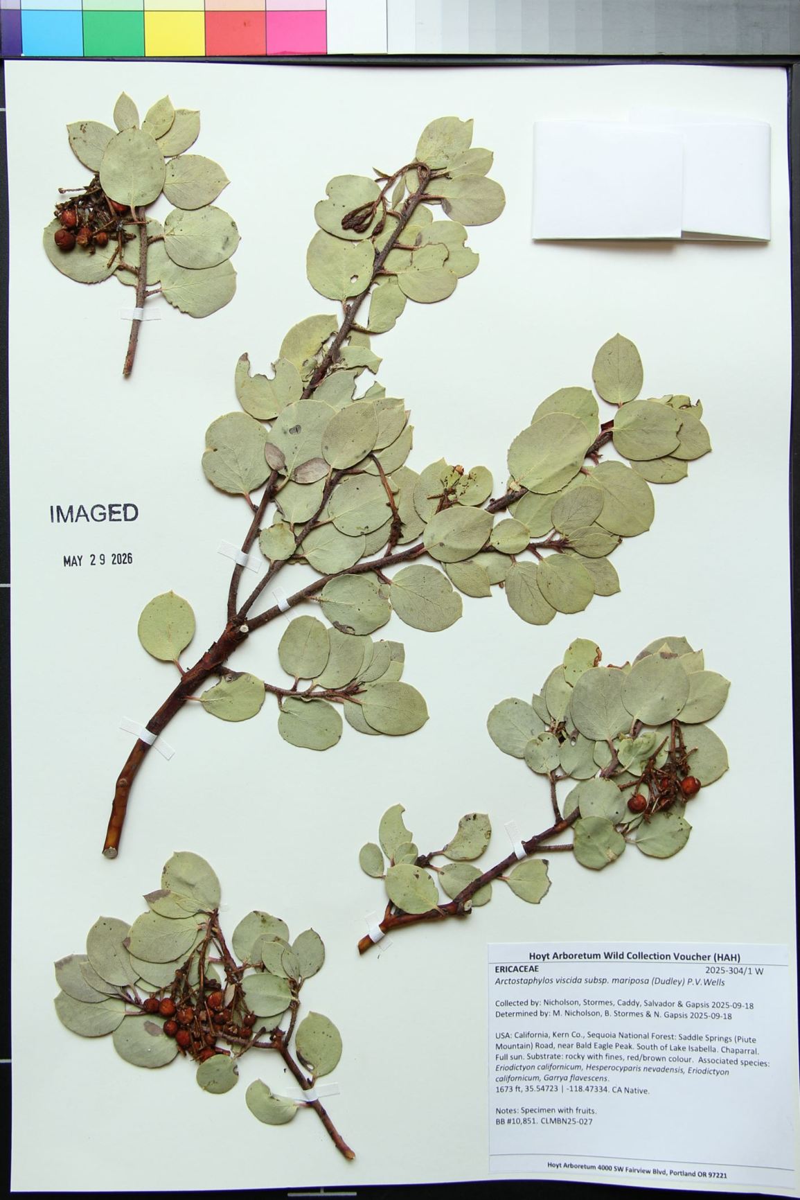 Arctostaphylos viscida subsp. mariposa