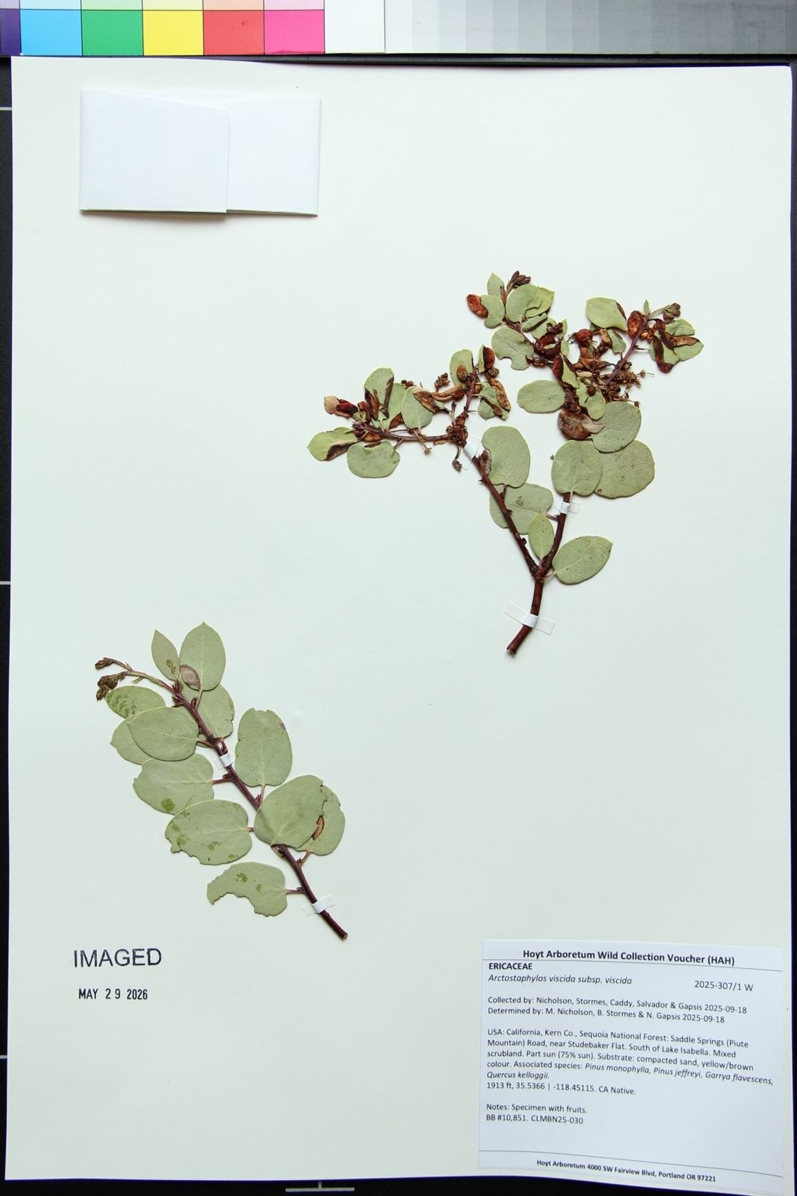 Arctostaphylos viscida subsp. viscida