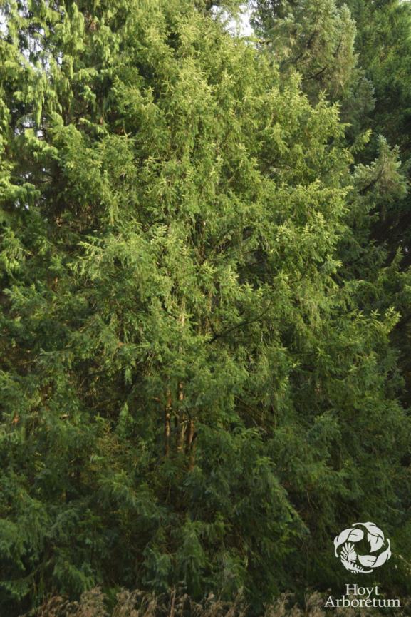 Taxus cuspidata - Japanese Yew