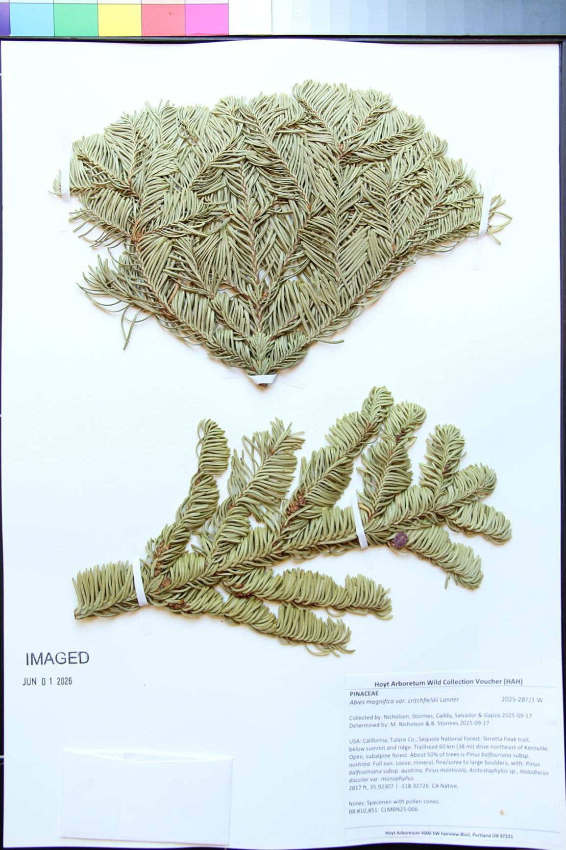 Abies magnifica var. critchfieldii