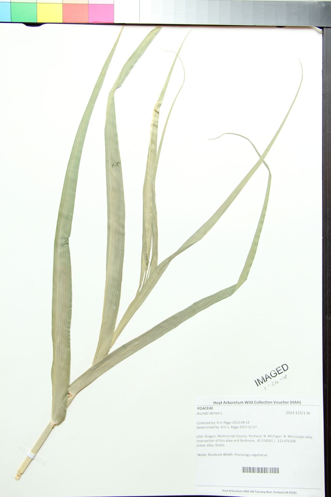 Arundo donax