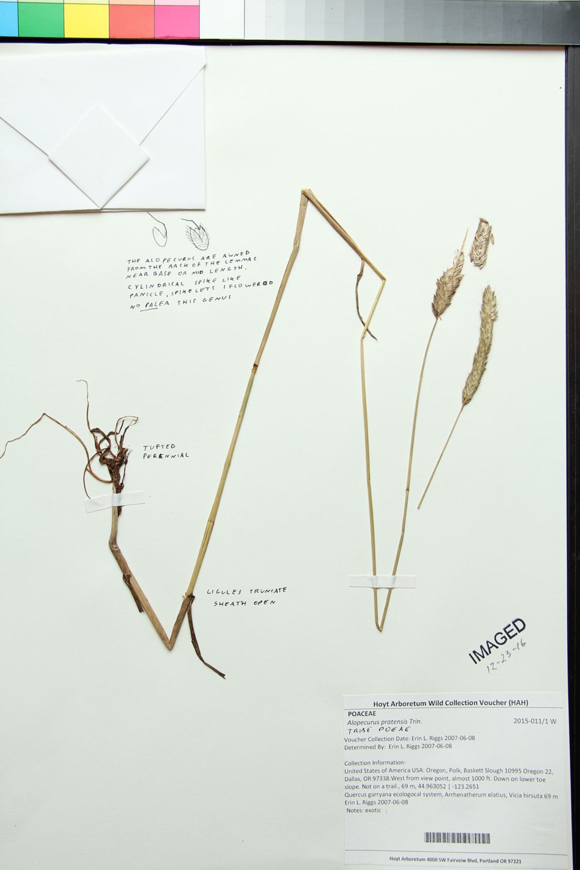 Alopecurus pratensis