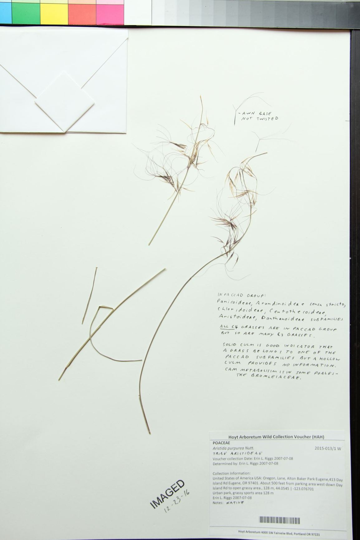 Aristida purpurea
