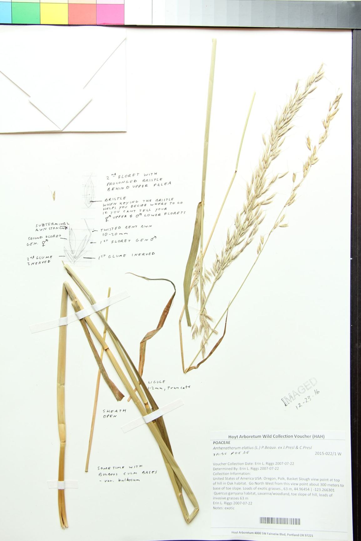 Arrhenatherum elatius