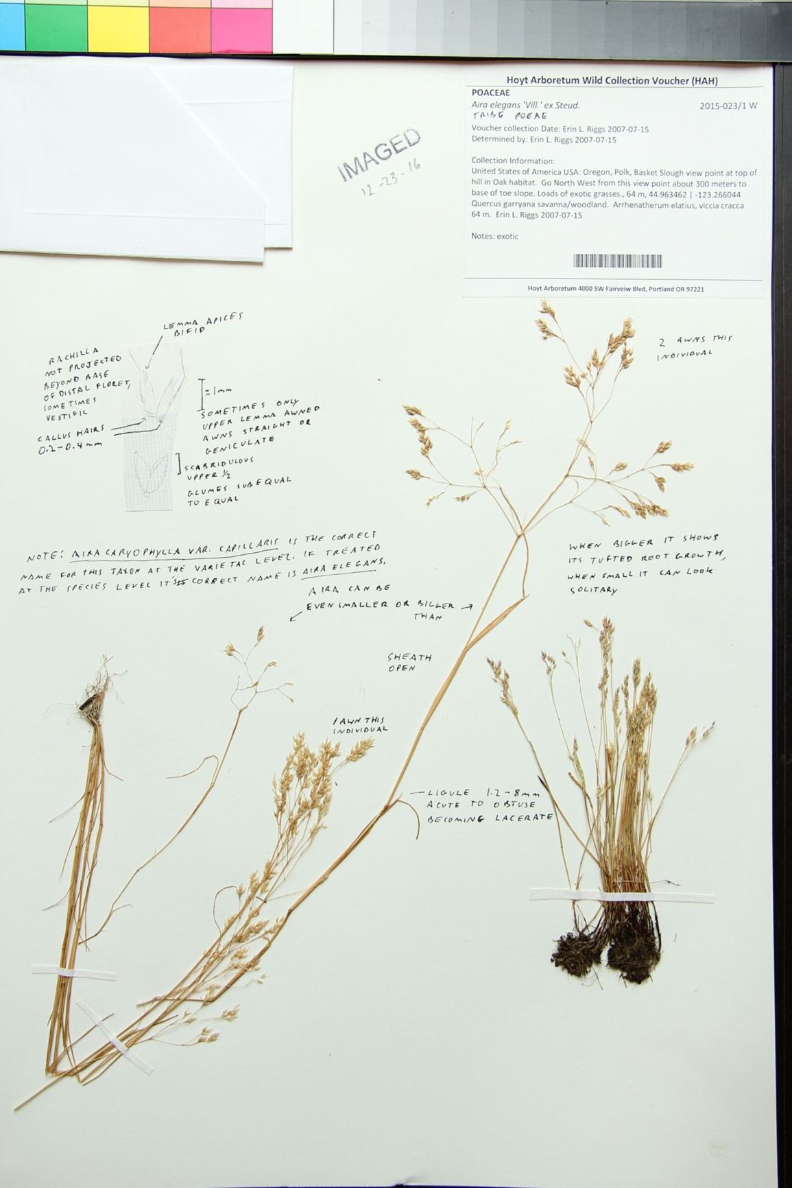 Aira elegantissima