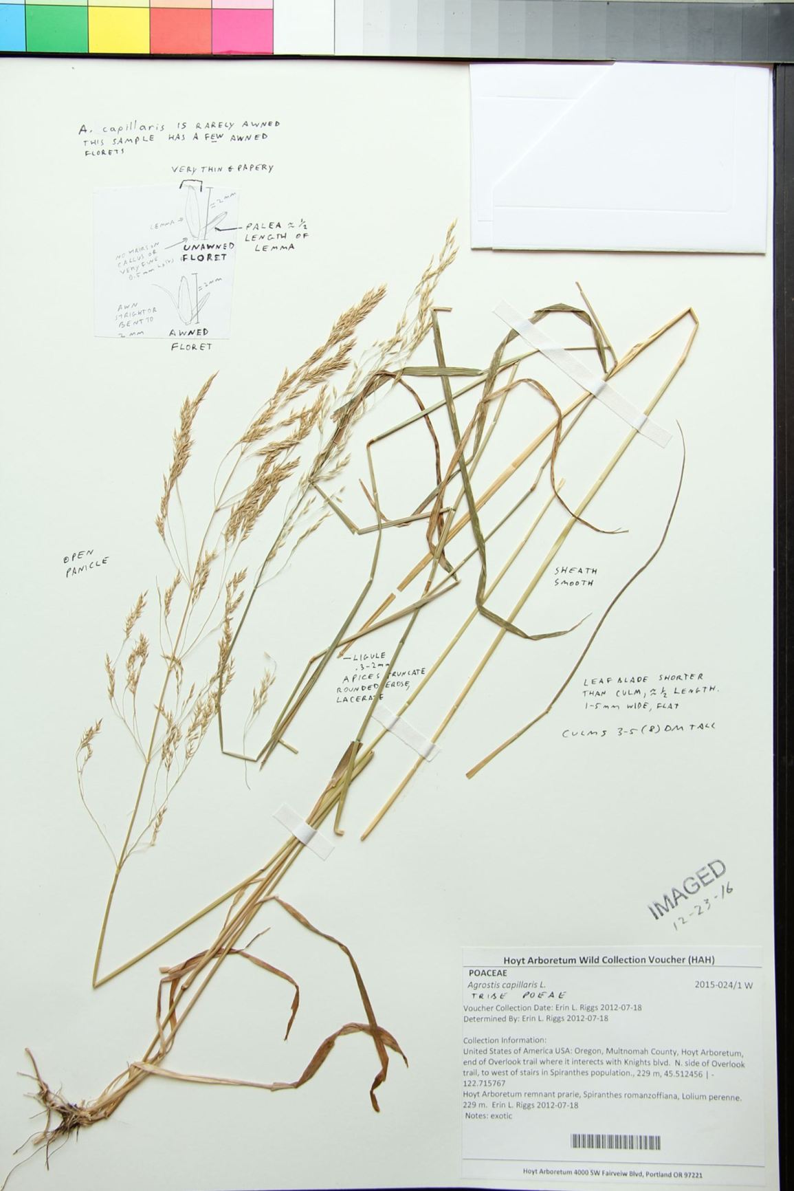Agrostis capillaris