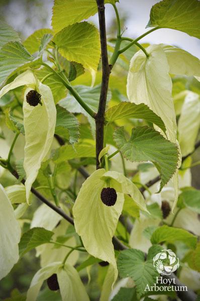 Davidia involucrata 'Sonoma' - Dove Tree