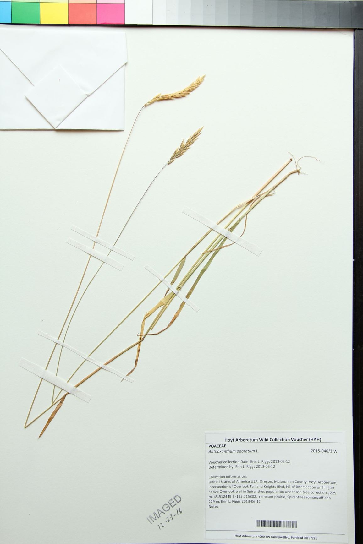 Anthoxanthum odoratum