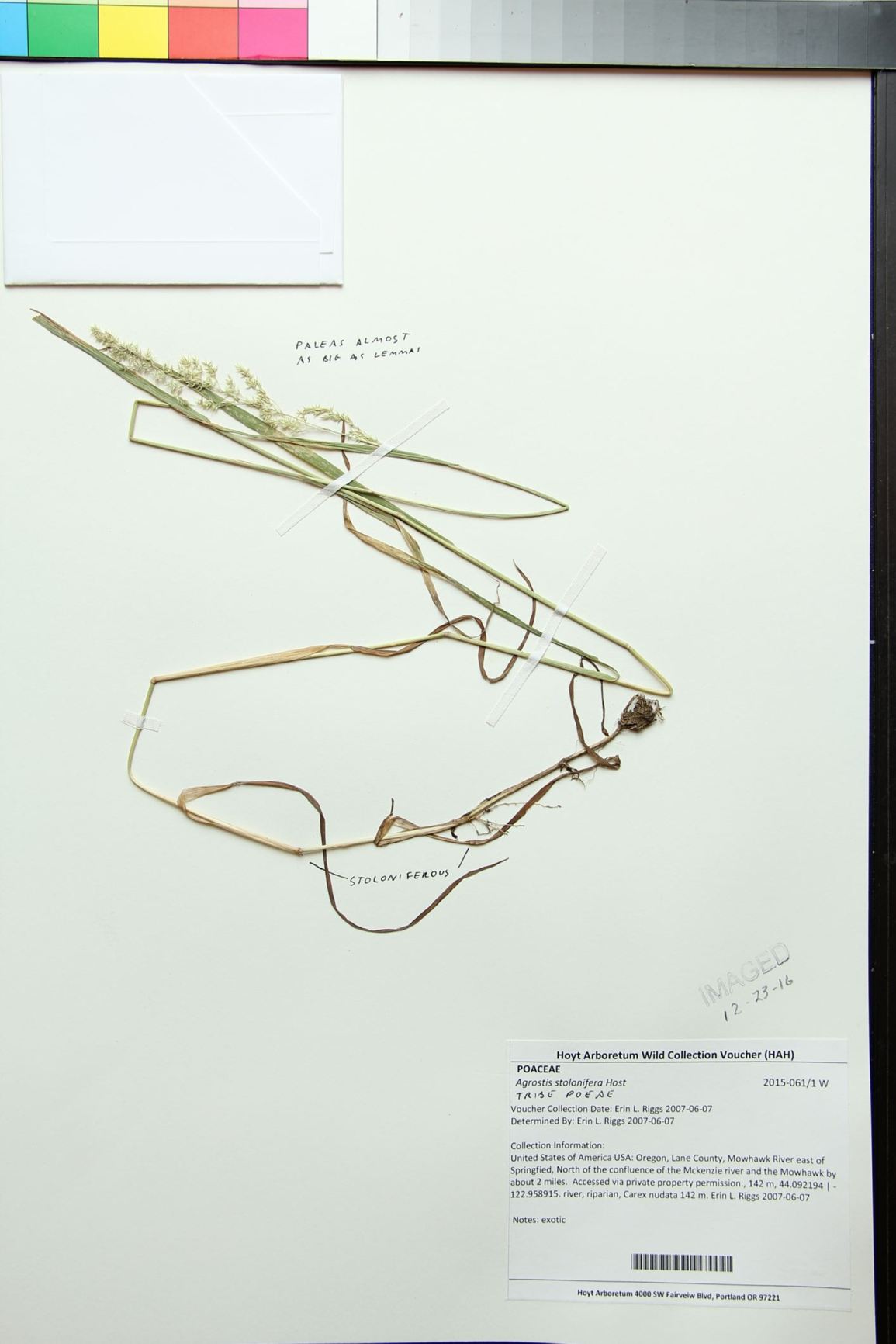 Agrostis stolonifera
