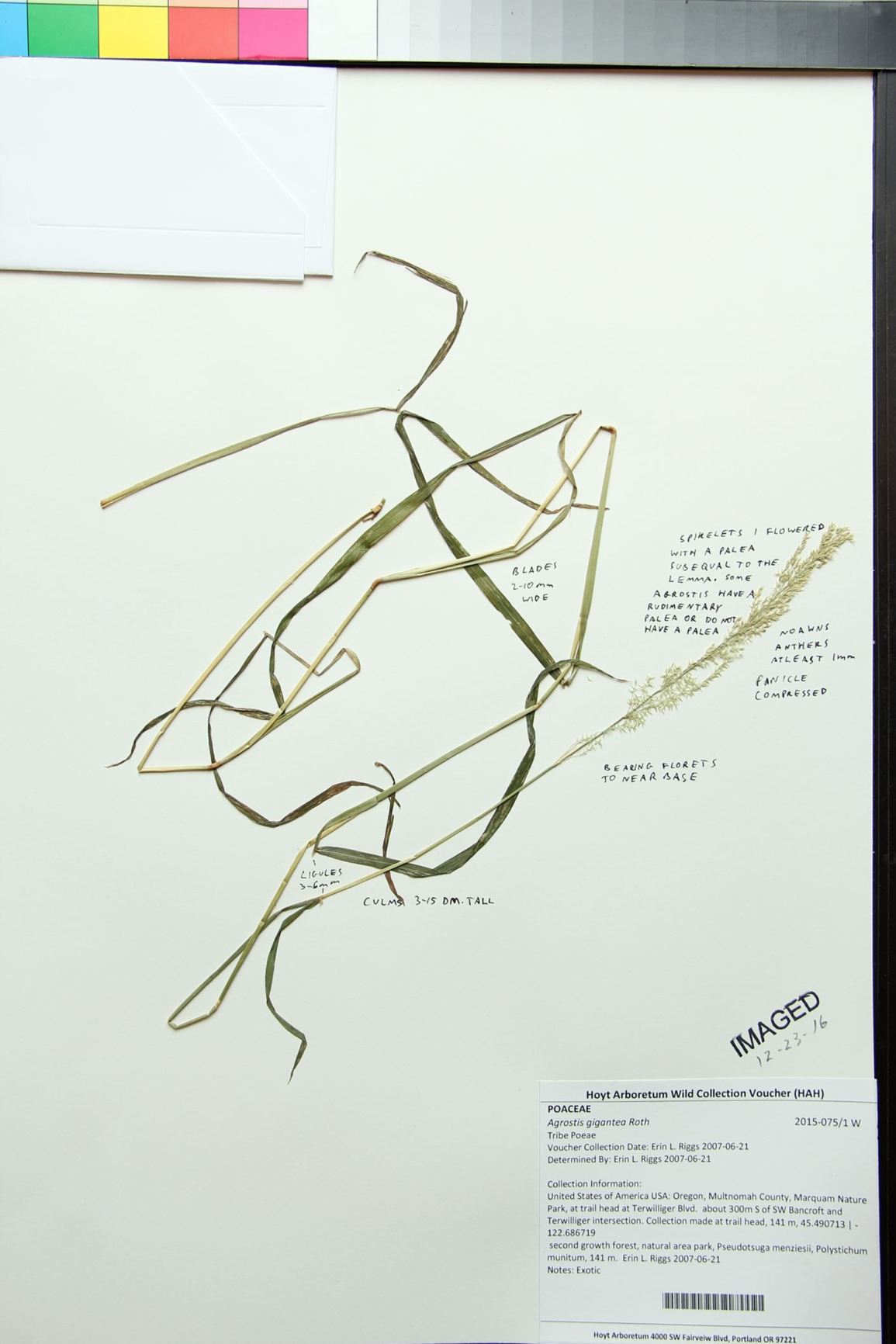 Agrostis gigantea