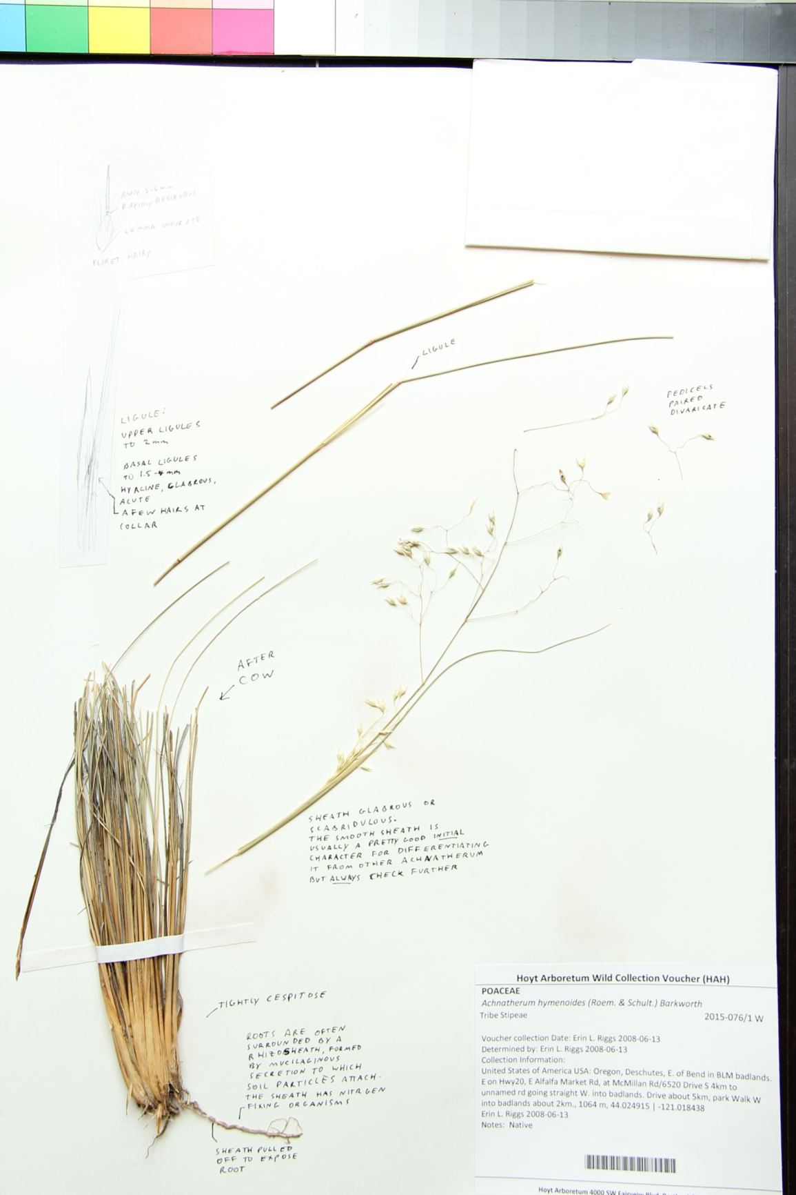 Achnatherum hymenoides