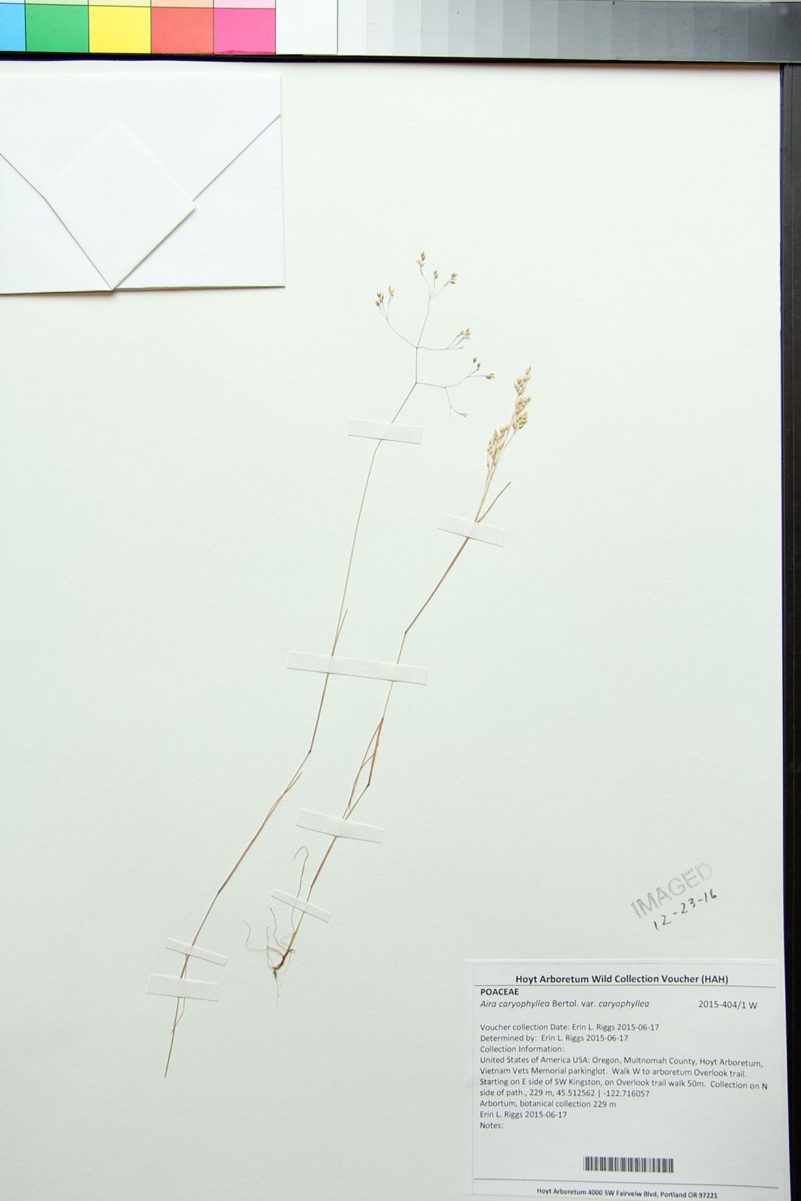 Aira caryophyllea var. caryophyllea