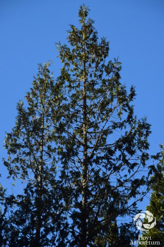 Chamaecyparis pisifera - Sawara Cypress