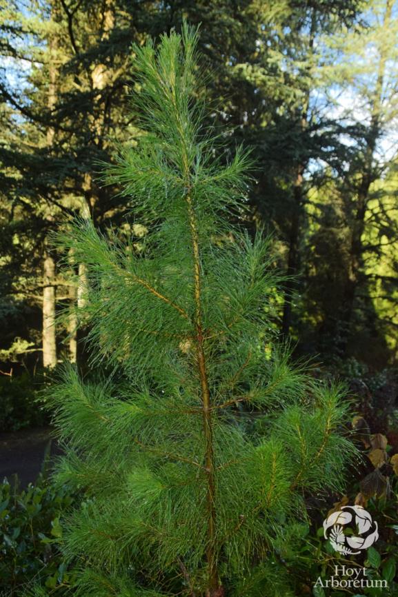 Pinus radiata - Monterey pine