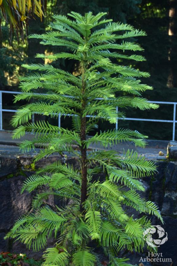 Wollemia nobilis - Wollemi pine