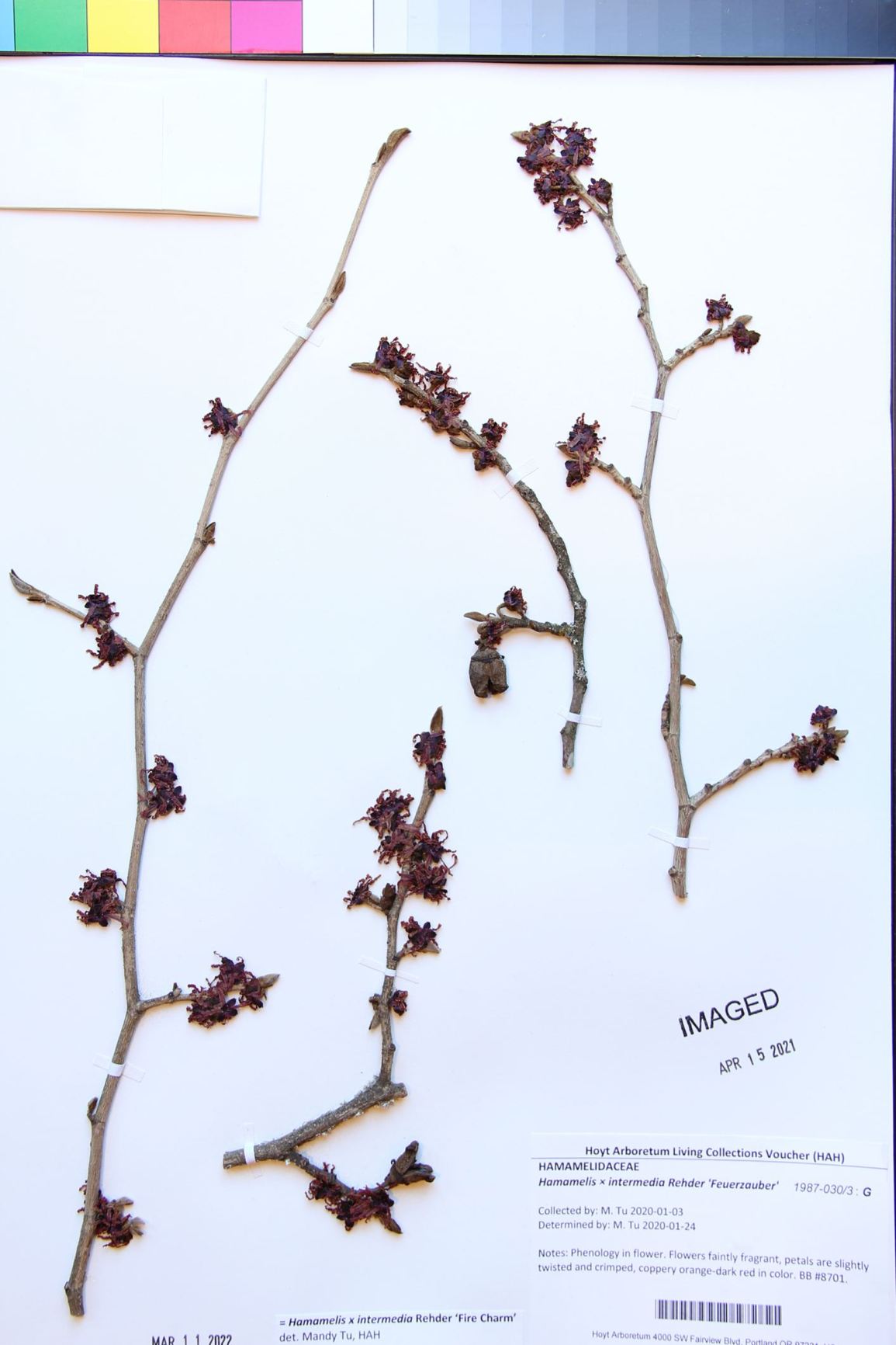 Hamamelis × intermedia 'Fire Charm'