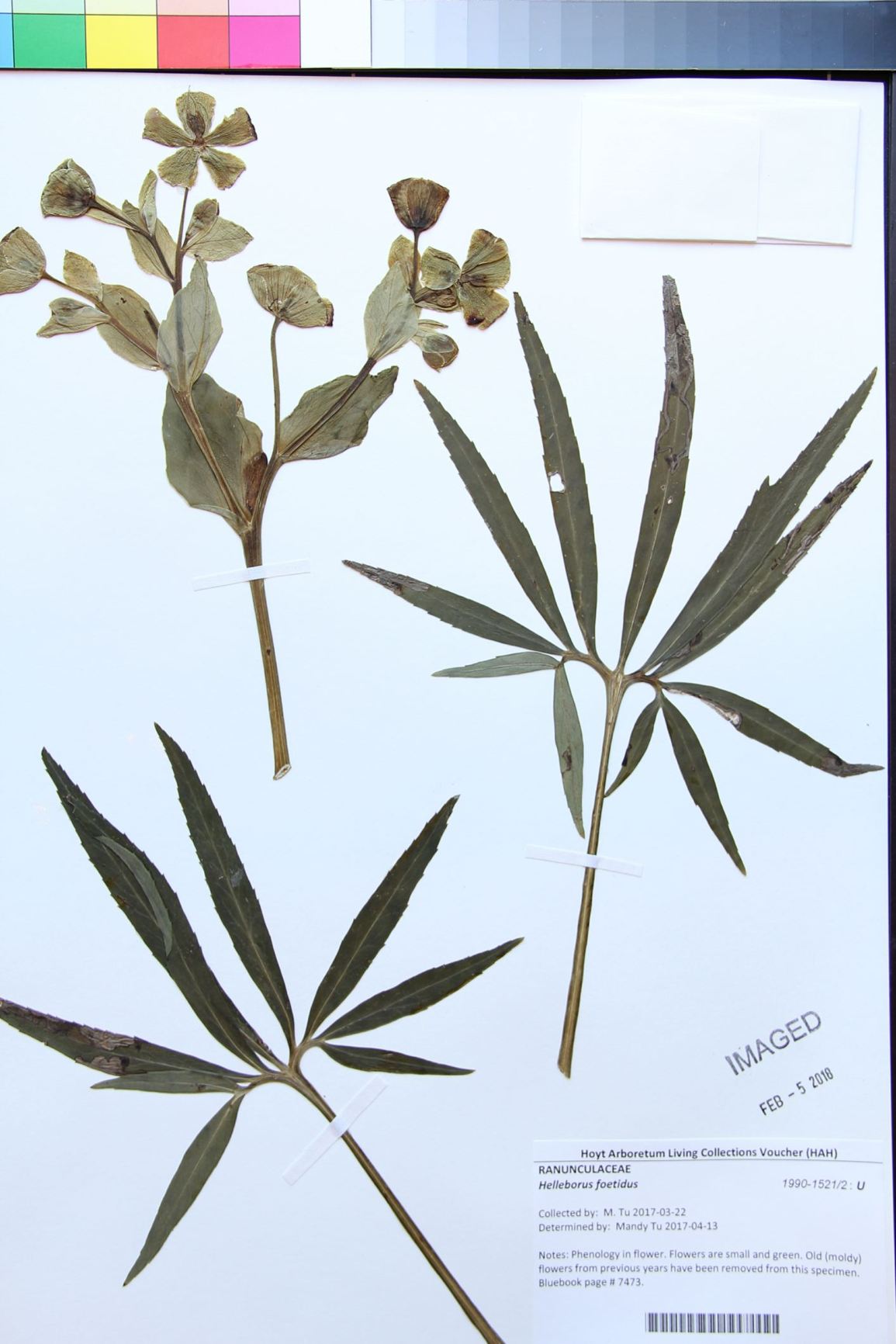 Helleborus foetidus - stinking hellibore