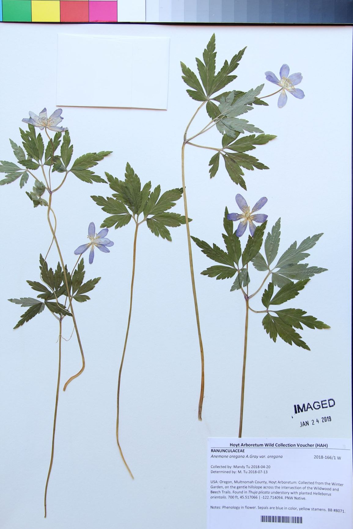 Anemone oregana var. oregana
