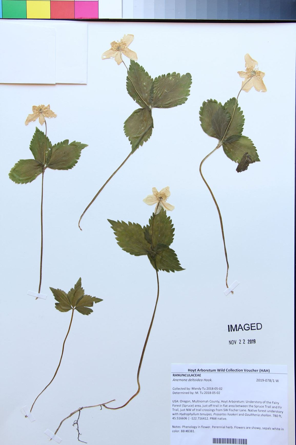 Anemone deltoidea
