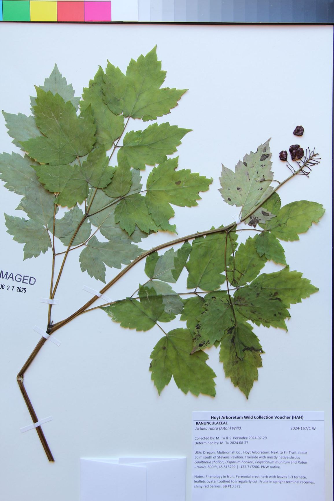 Actaea rubra