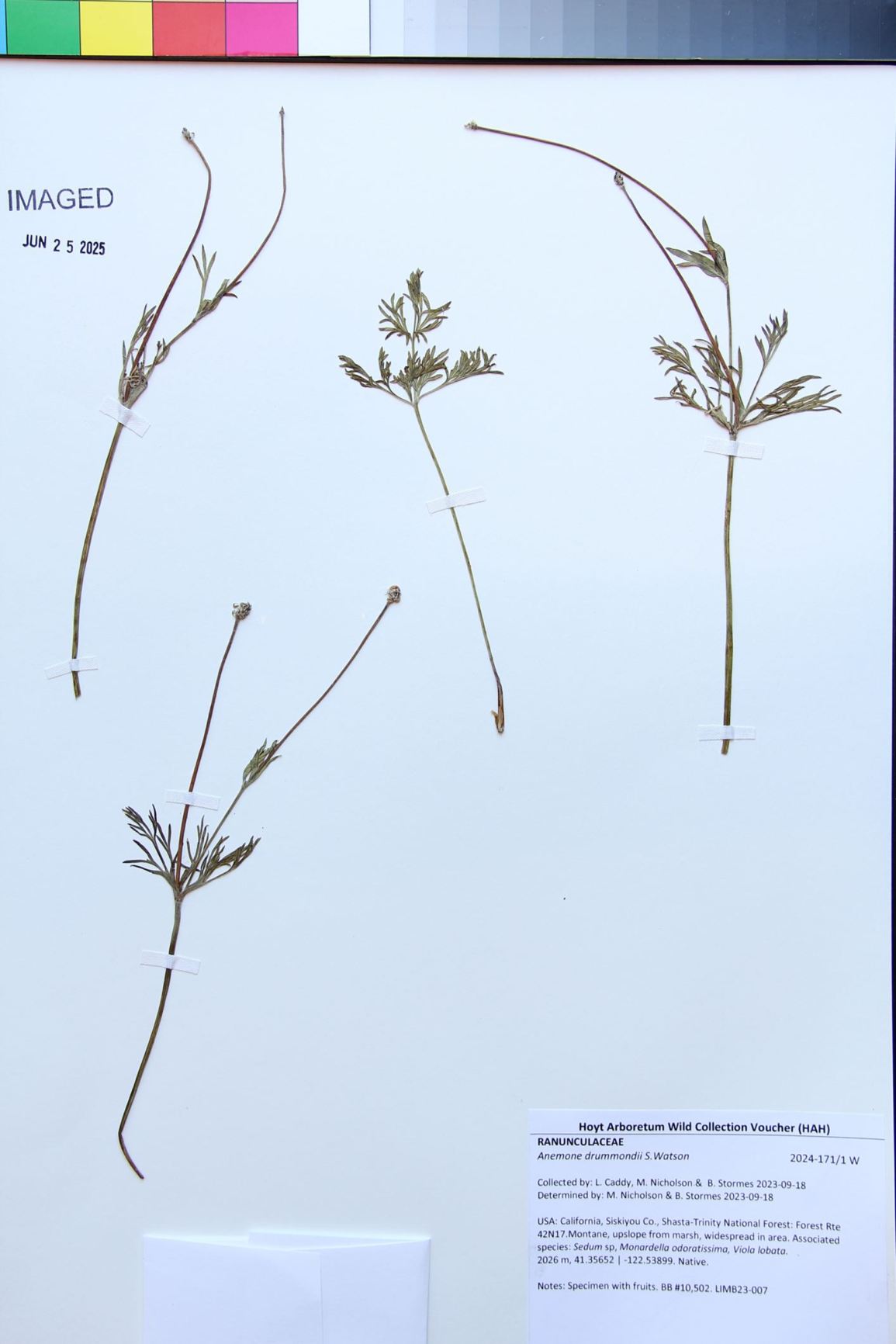 Anemone drummondii