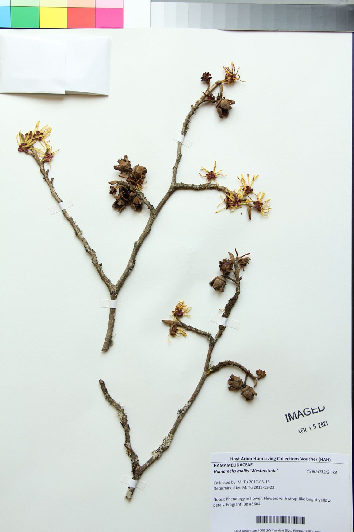 Hamamelis mollis 'Westerstede'