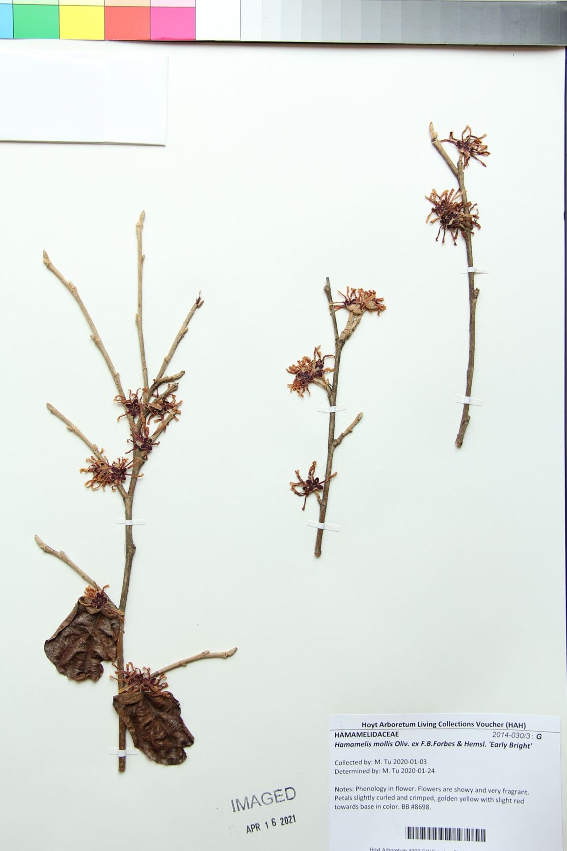 Hamamelis mollis 'Early Bright'