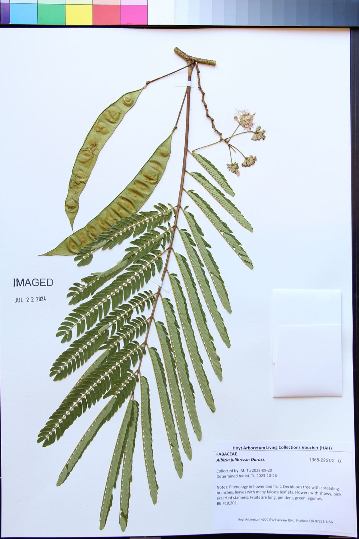 Albizia julibrissin