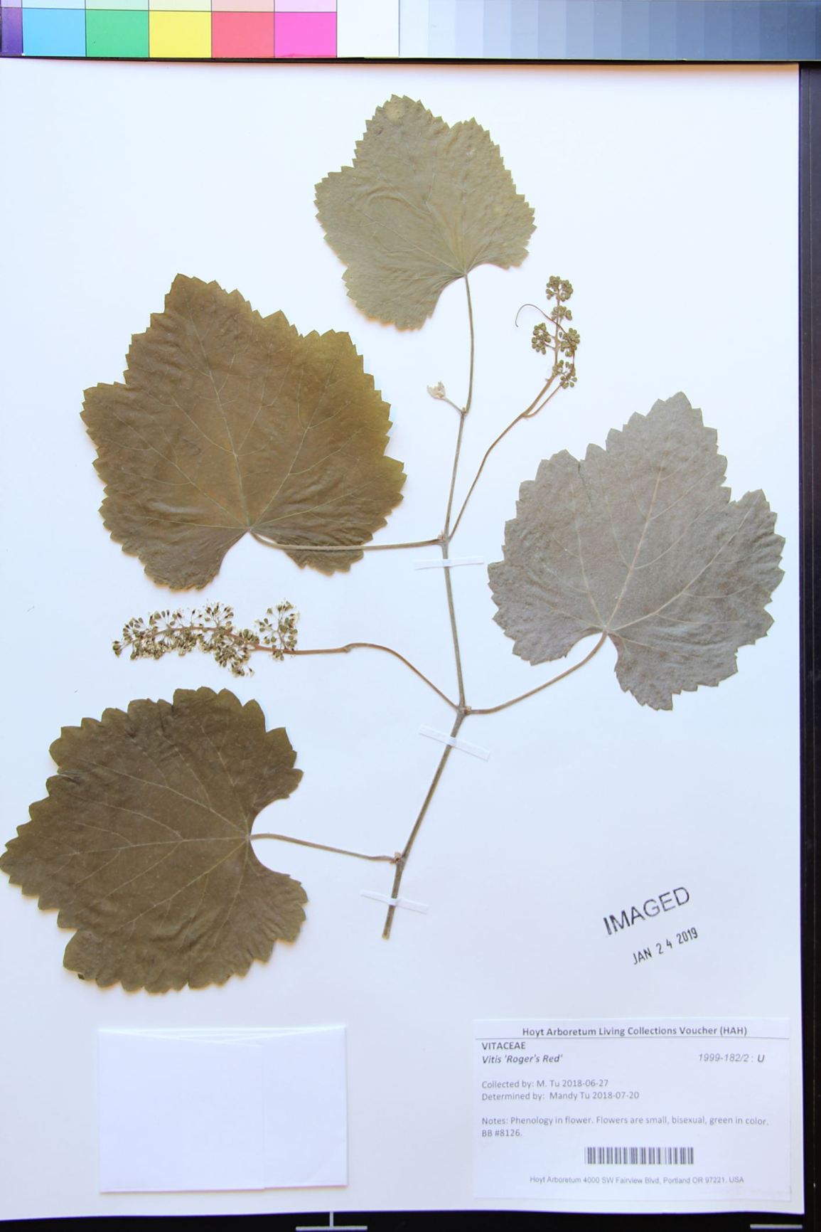Vitis 'Roger's Red' - Vitis 'Roger's Red'