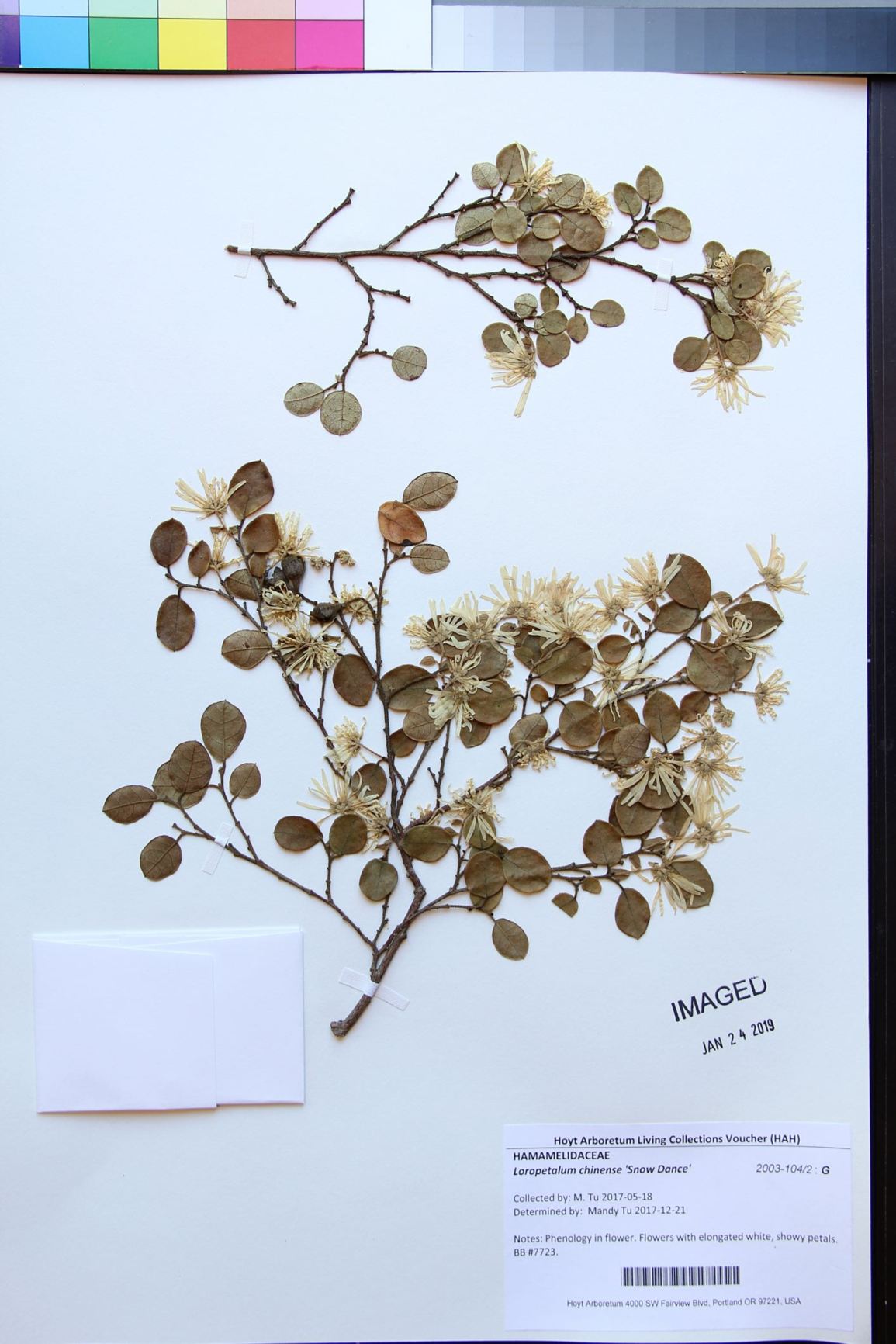 Loropetalum chinense 'Snow Dance'