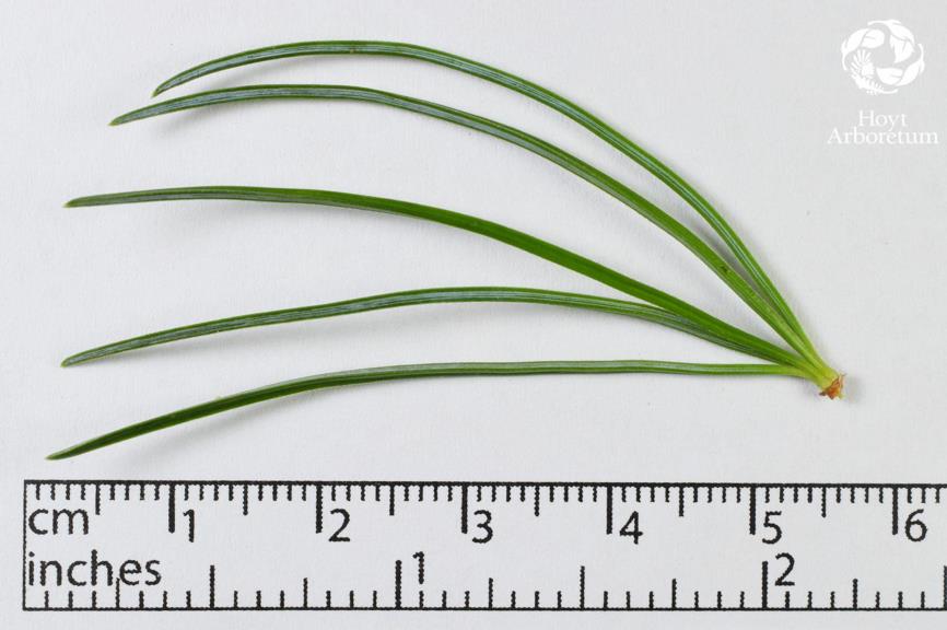 Pinus kwangtungensis - Fenzel's pine, Hainan white pine, 华南五针松 hua nan wu zhen song