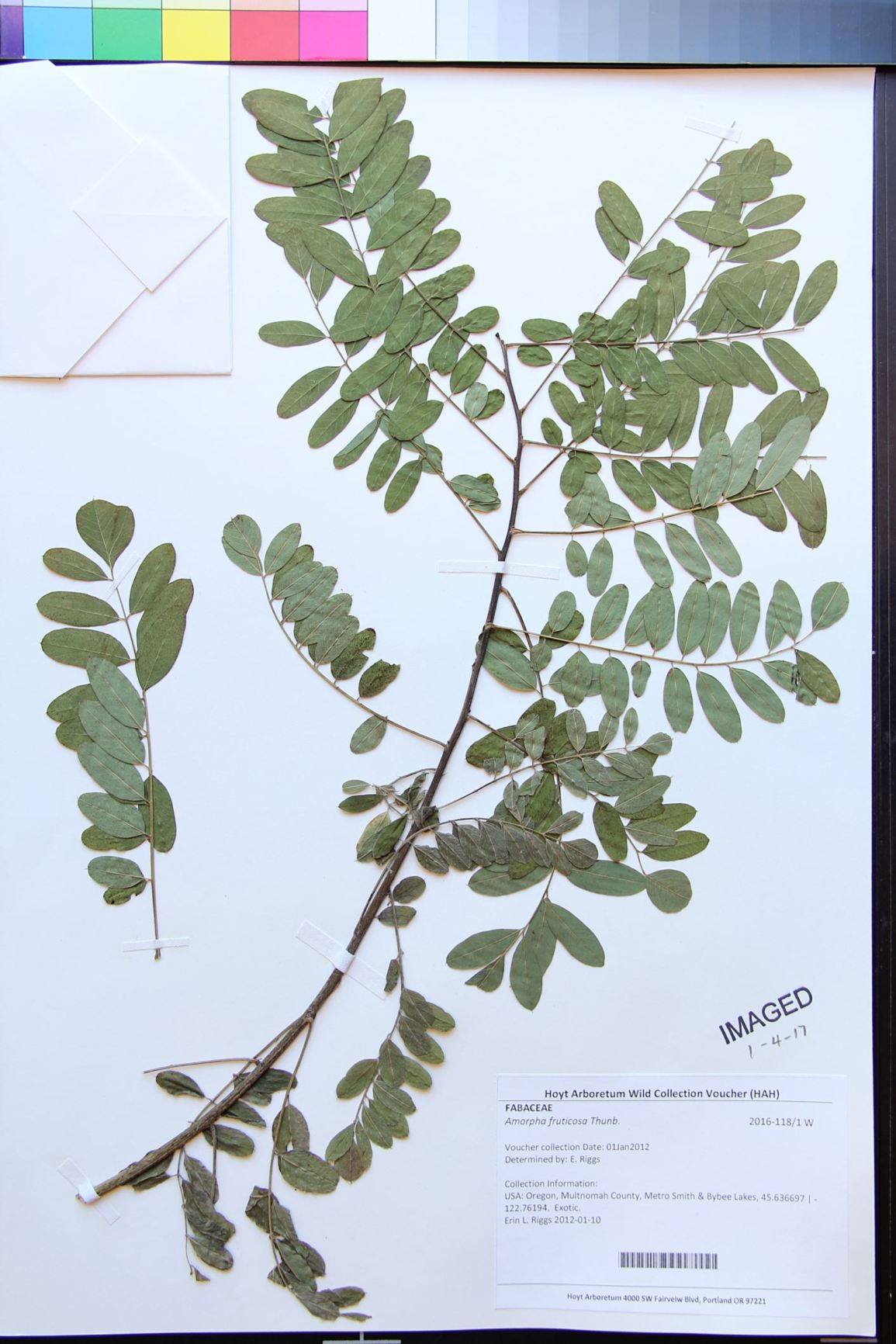 Amorpha fruticosa