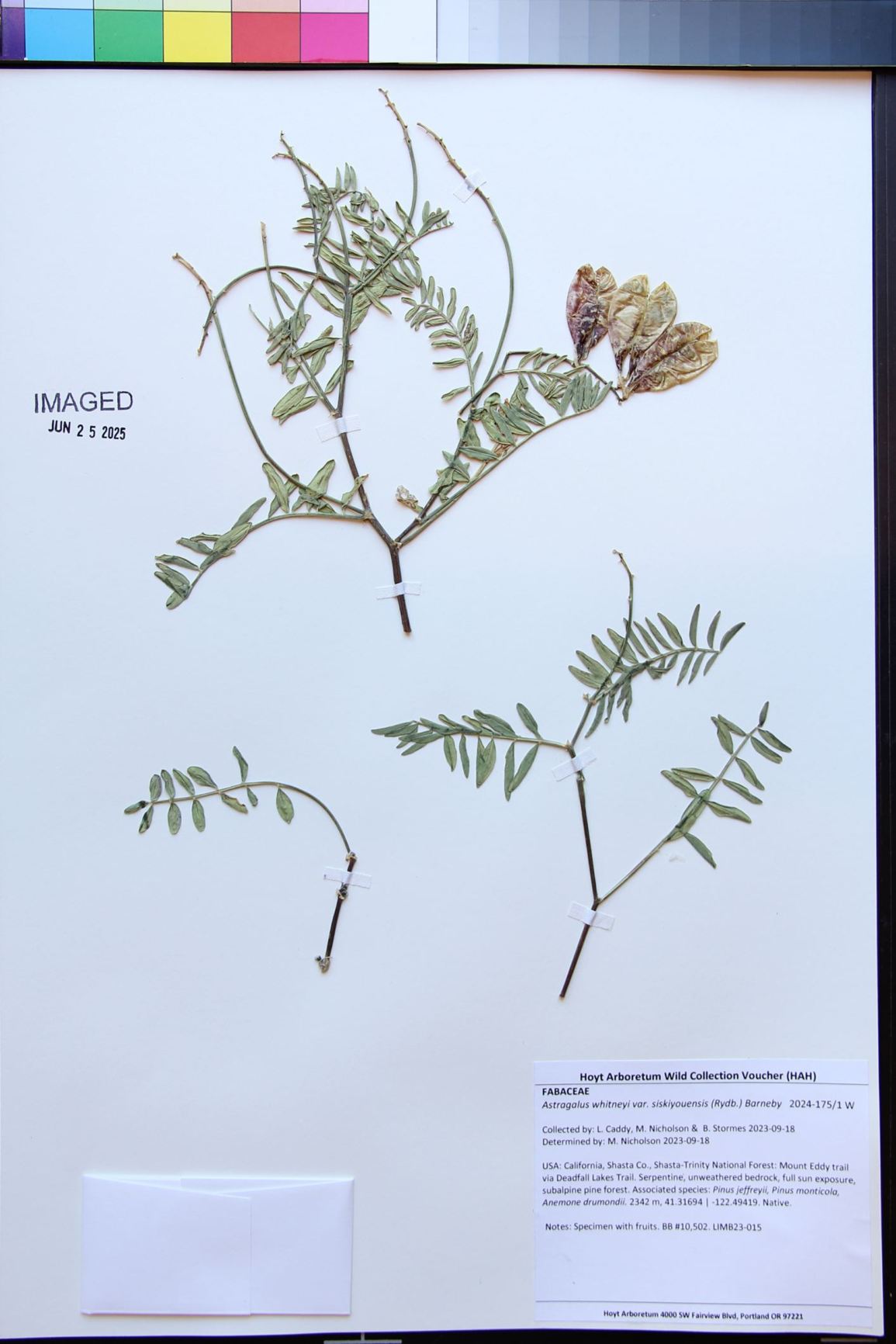 Astragalus whitneyi var. siskiyouensis